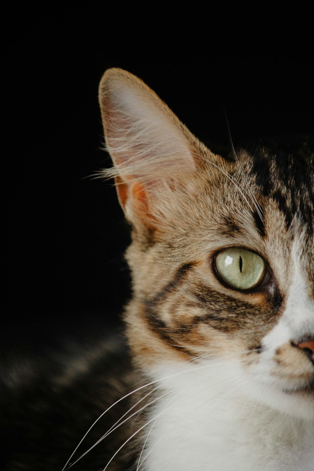 a close up of a cat with green eyes