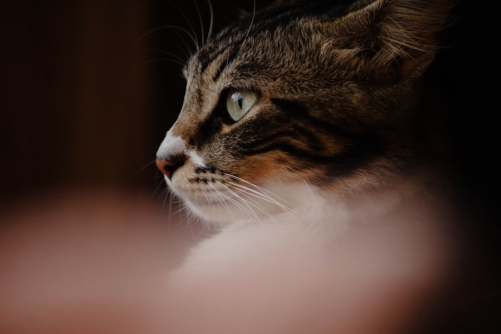 a close up of a cat with a blurry background