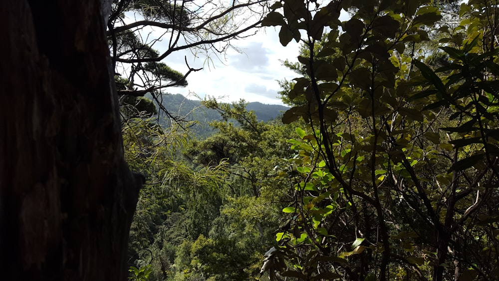 a view of a forest from a distance