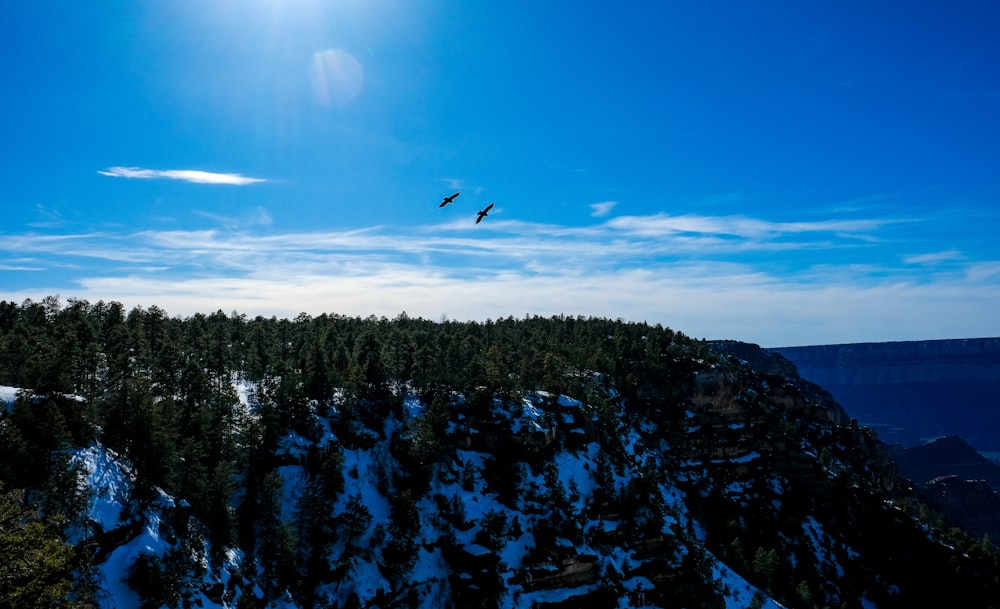 a bird flying over a snow covered mountain