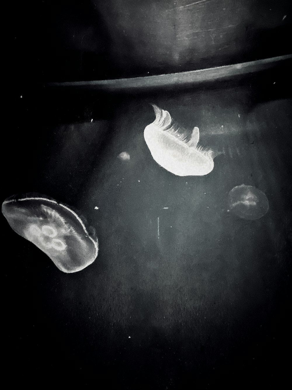 a black and white photo of a fish and a feather