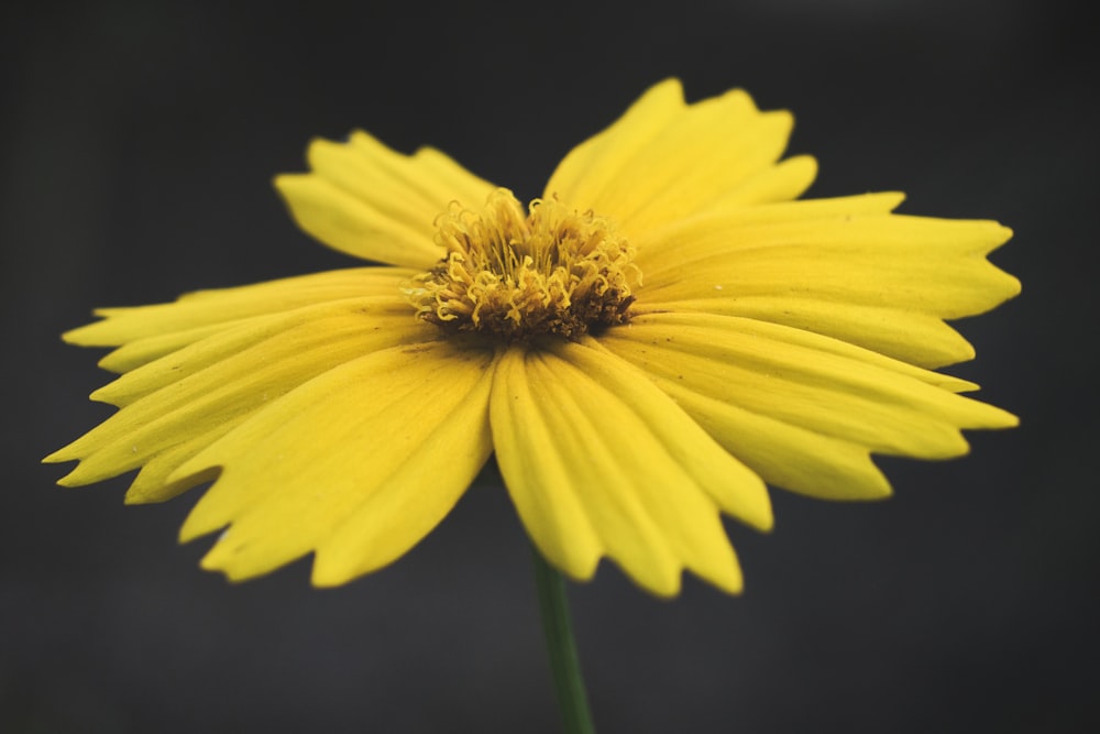 a close up of a yellow flower with a black background