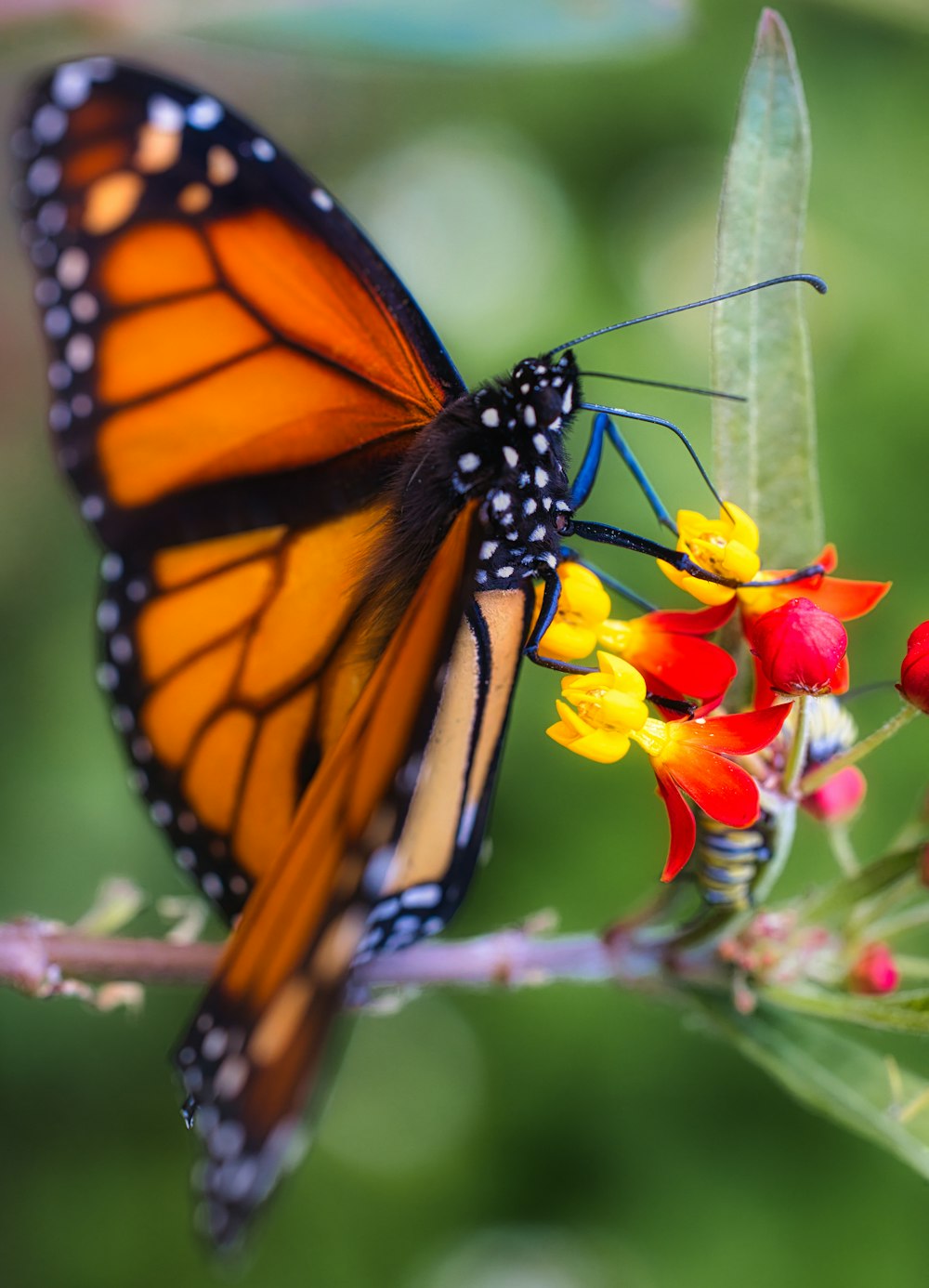 a monarch butterfly resting on a flower