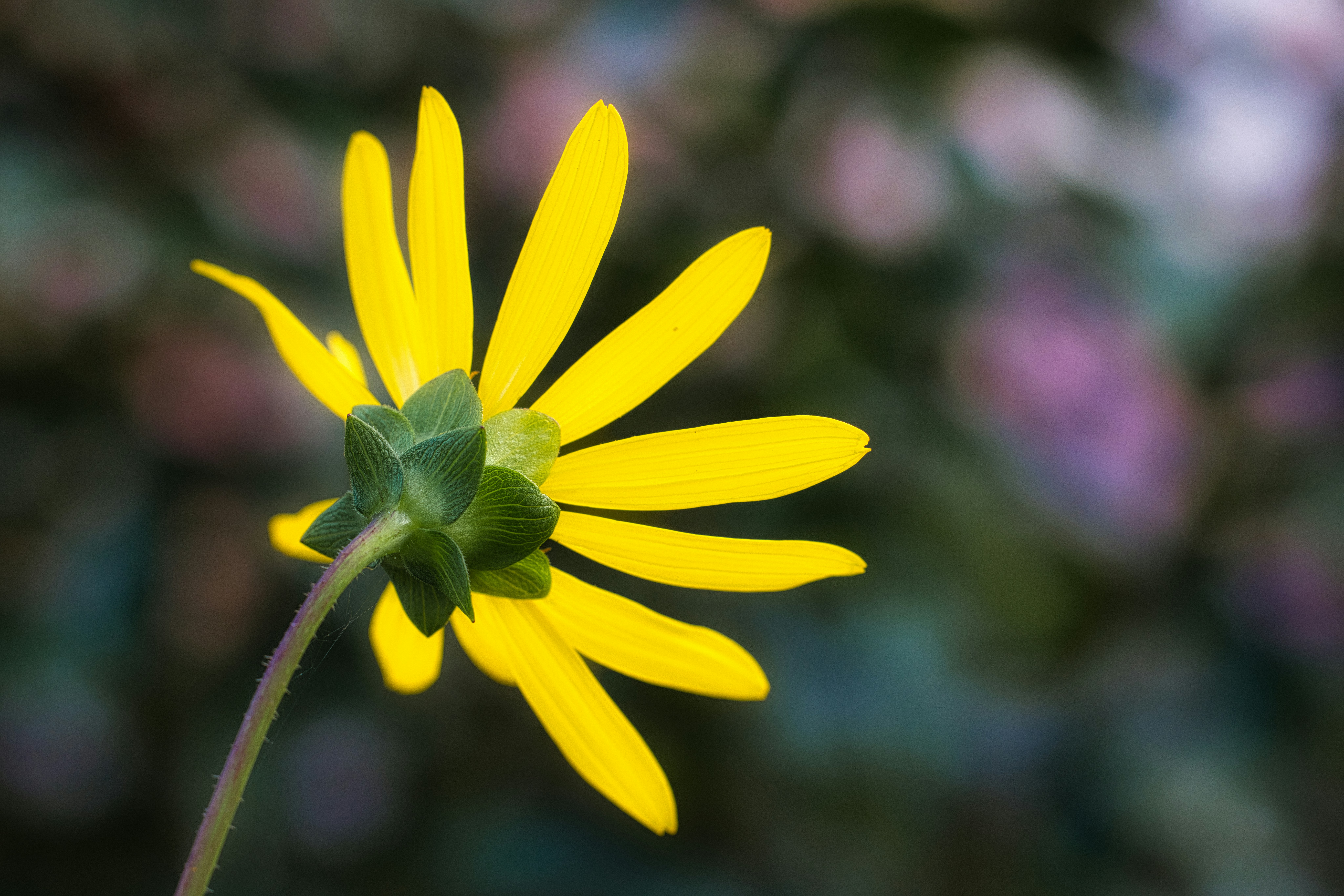 Photo by thephotochad