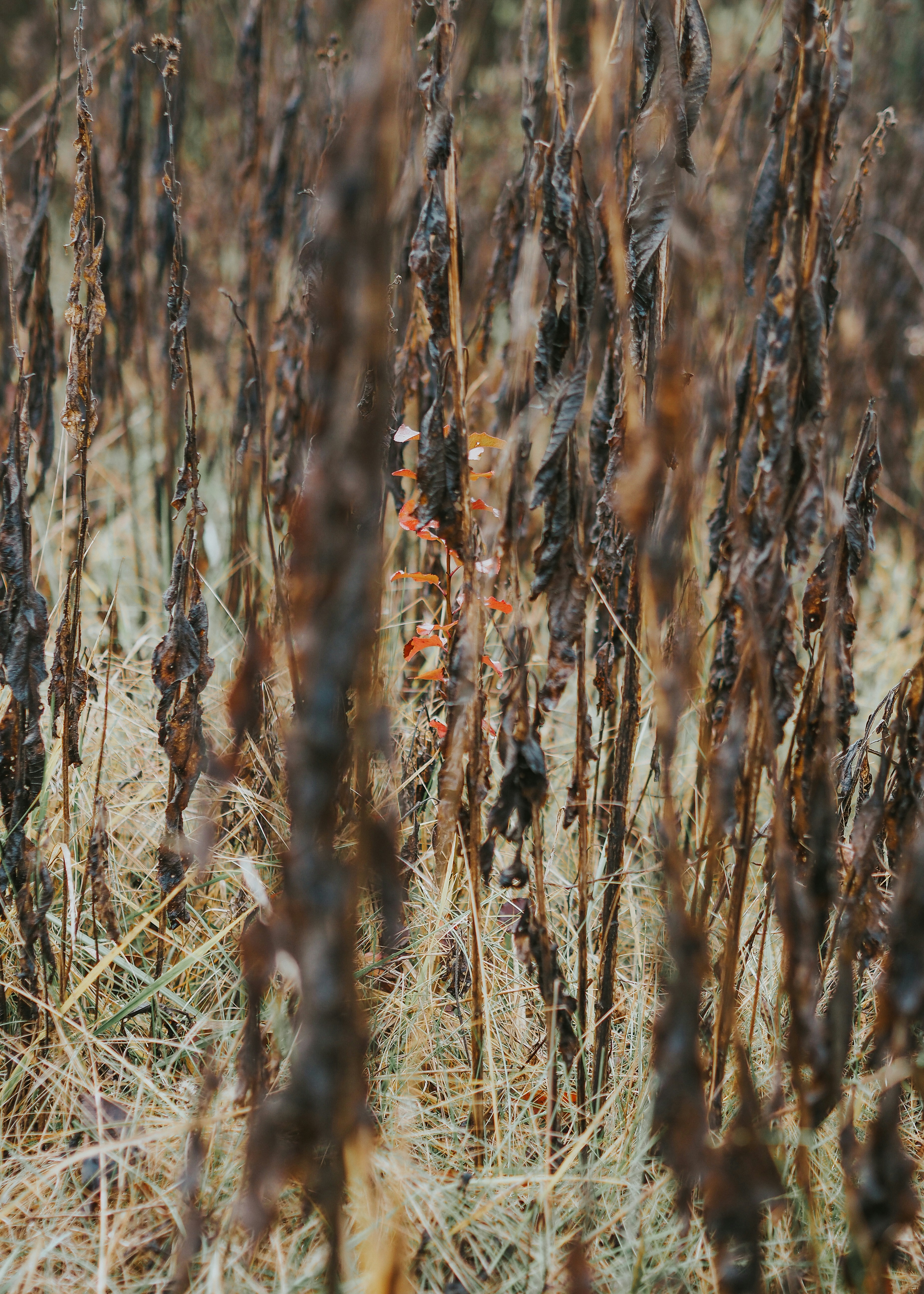 Photo by fieldworkframes