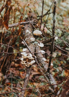 A group of white fungi growing on a fallen tree branch, surrounded by autumn leaves and dry twigs. The scene captures a natural forest floor with various textures and muted colors.