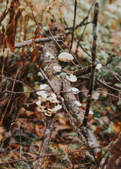 A group of white fungi growing on a fallen tree branch, surrounded by autumn leaves and dry twigs. The scene captures a natural forest floor with various textures and muted colors.