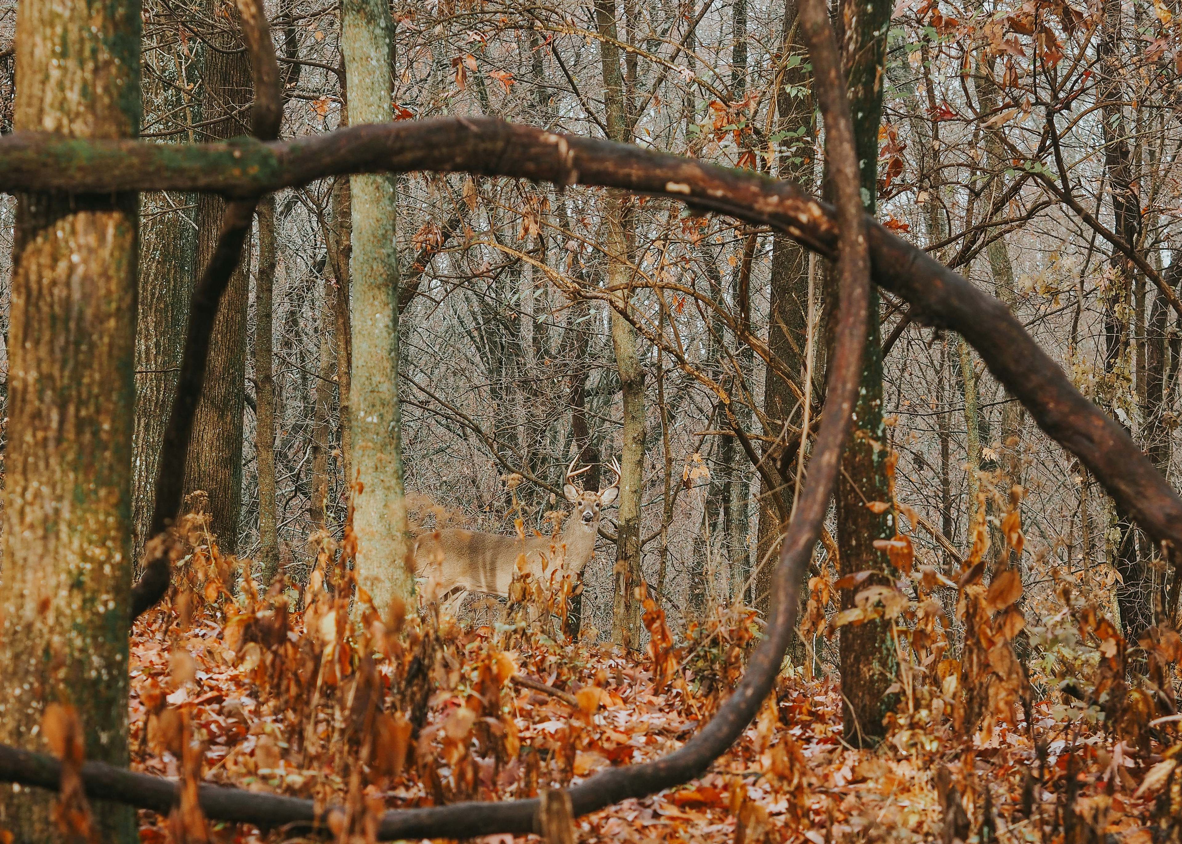 Charming Woodland Puzzle