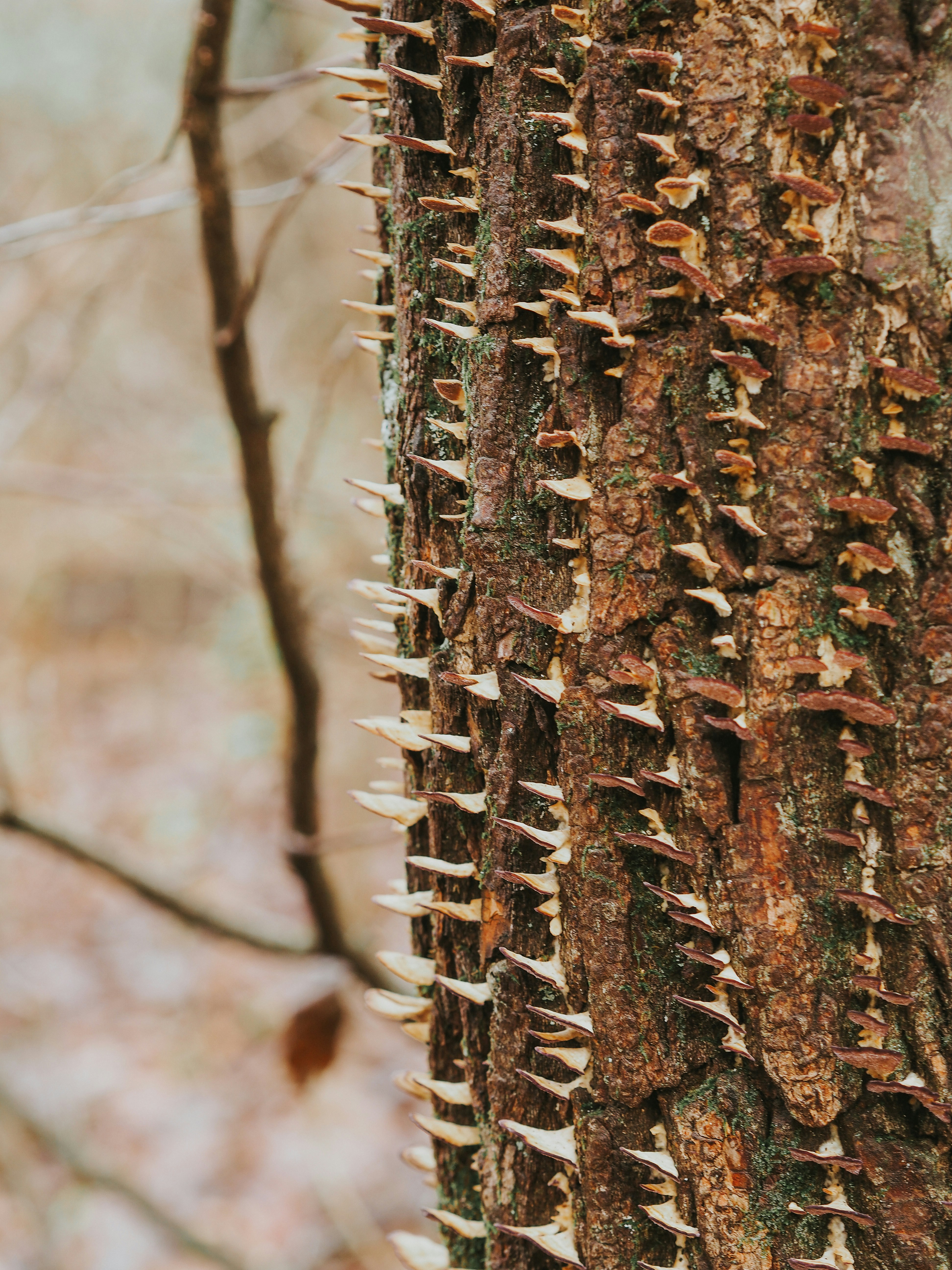 A close up of a tree with many spikes on it photo – Free Plant Image on ...