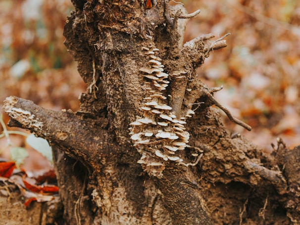 A cluster of small, cream-colored fungi growing on the rough, dark bark of an old tree stump. The background is blurred with warm autumnal hues, enhancing the earthy and natural feel of the scene.