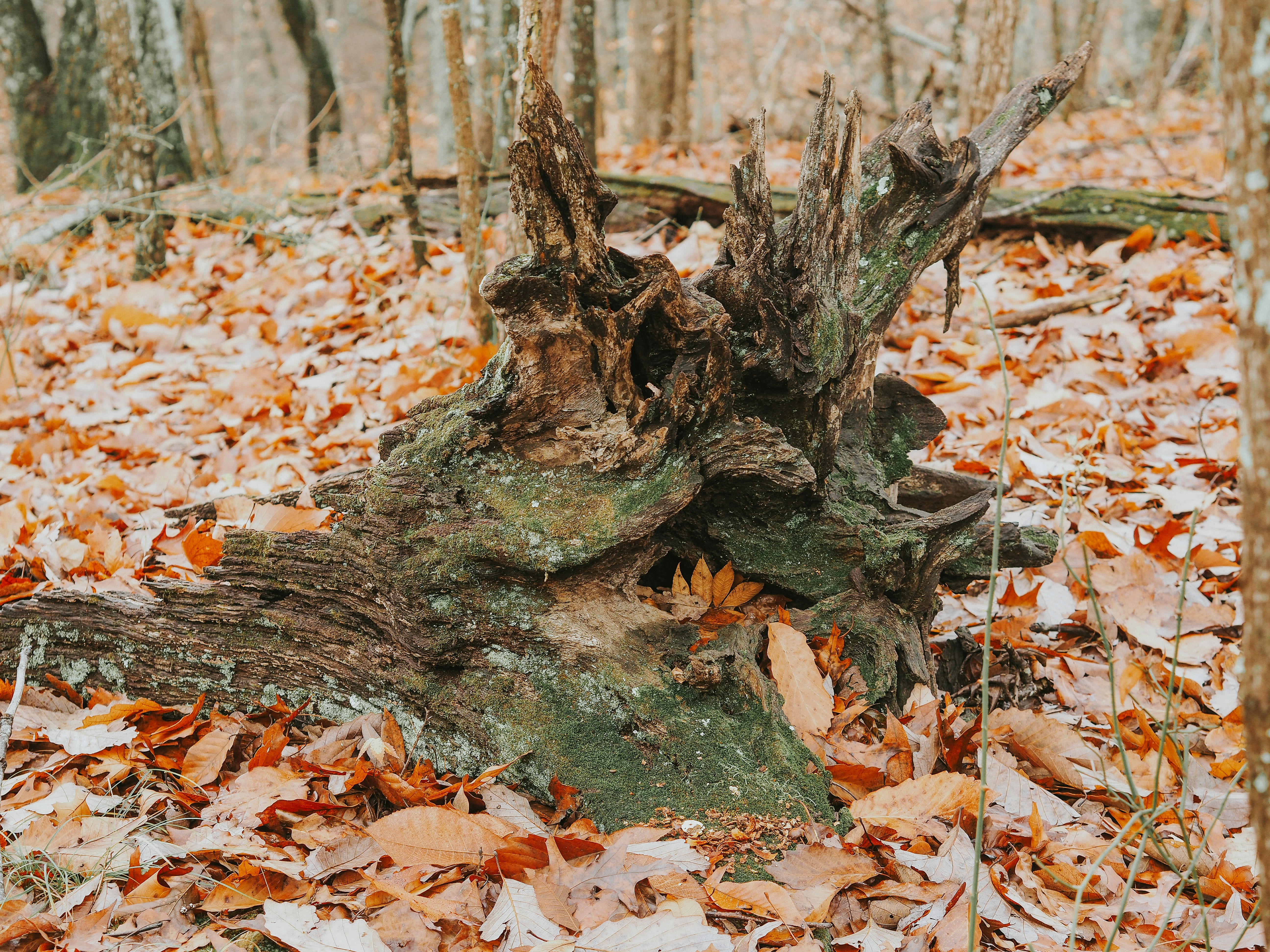 Photo by fieldworkframes