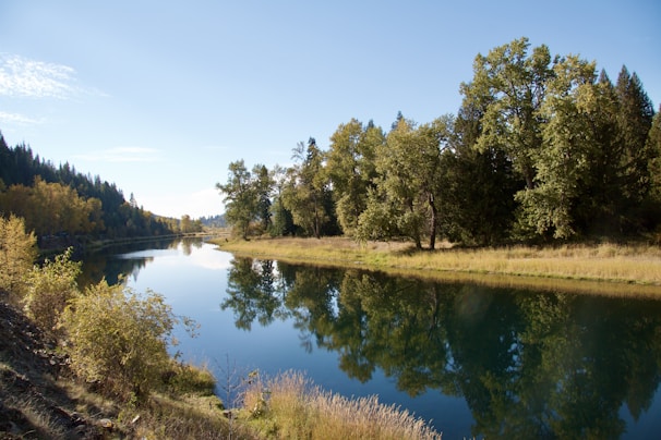 A peaceful river reflecting the surrounding lush greenery under a clear sky.