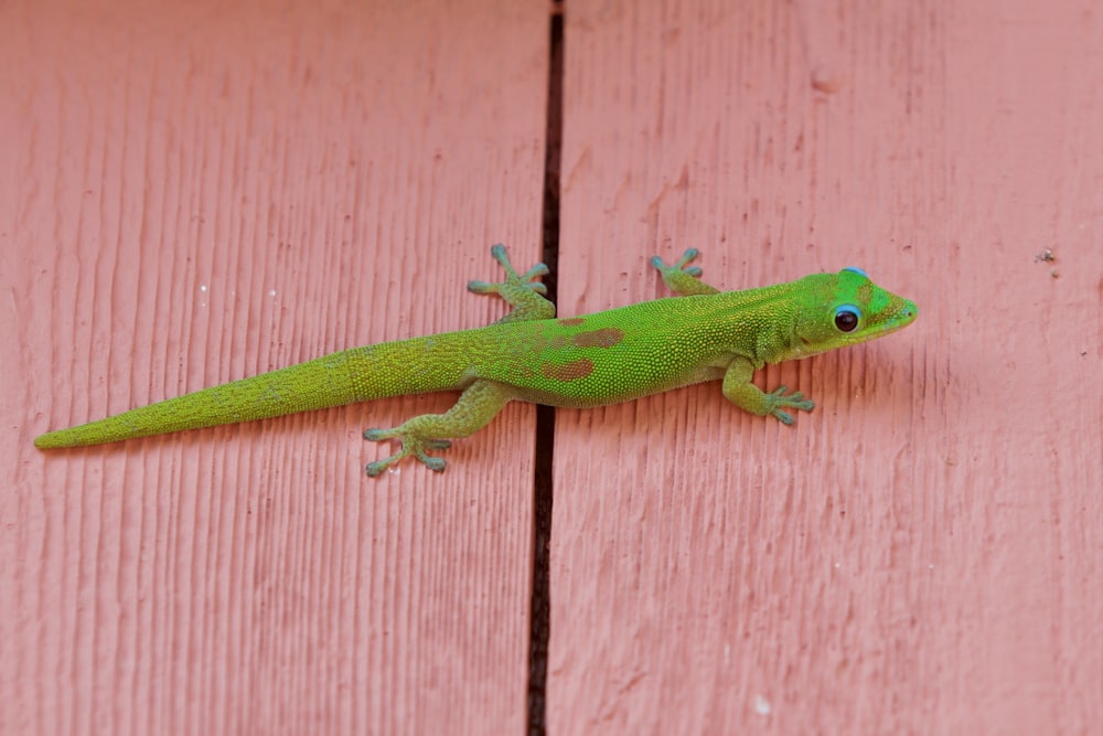 a green lizard sitting on top of a wooden floor