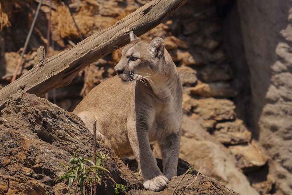 a close up of a cat on a rock near a tree