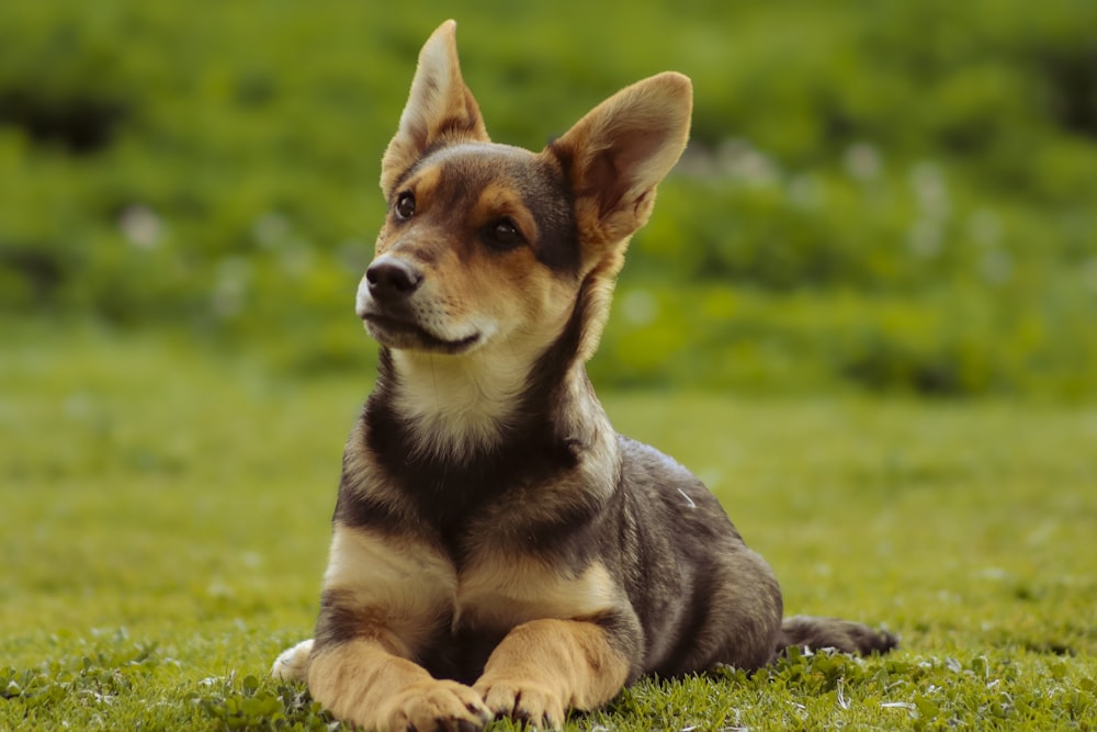 a brown and black dog laying on top of a lush green field