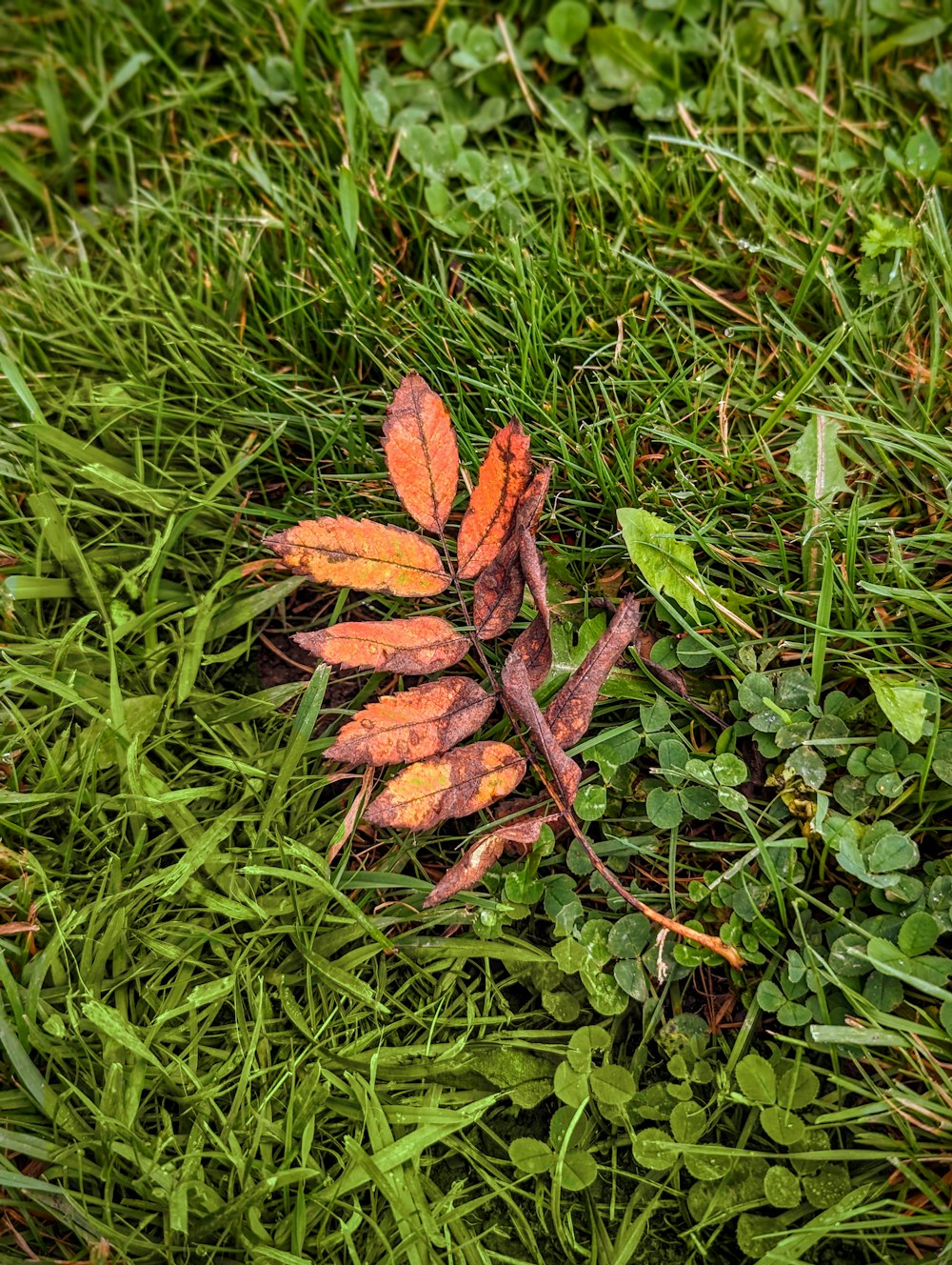 a leaf that is laying in the grass