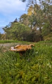 A large mushroom with a brown cap grows amidst lush green grass. The background features a wooded area with tall trees and a partly cloudy sky, creating a serene natural setting.