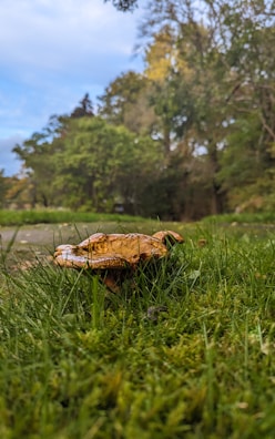 A large mushroom with a brown cap grows amidst lush green grass. The background features a wooded area with tall trees and a partly cloudy sky, creating a serene natural setting.