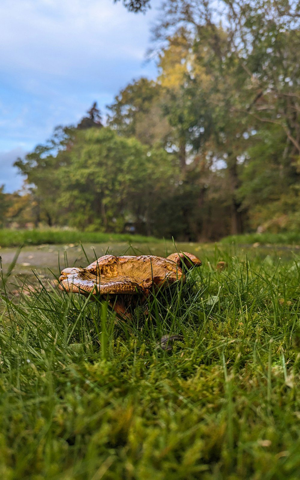 a mushroom sitting in the grass near a road