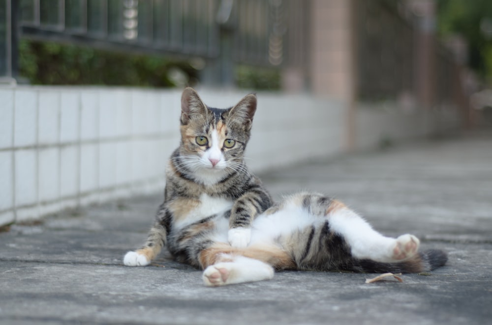 a cat laying on the ground next to a fence