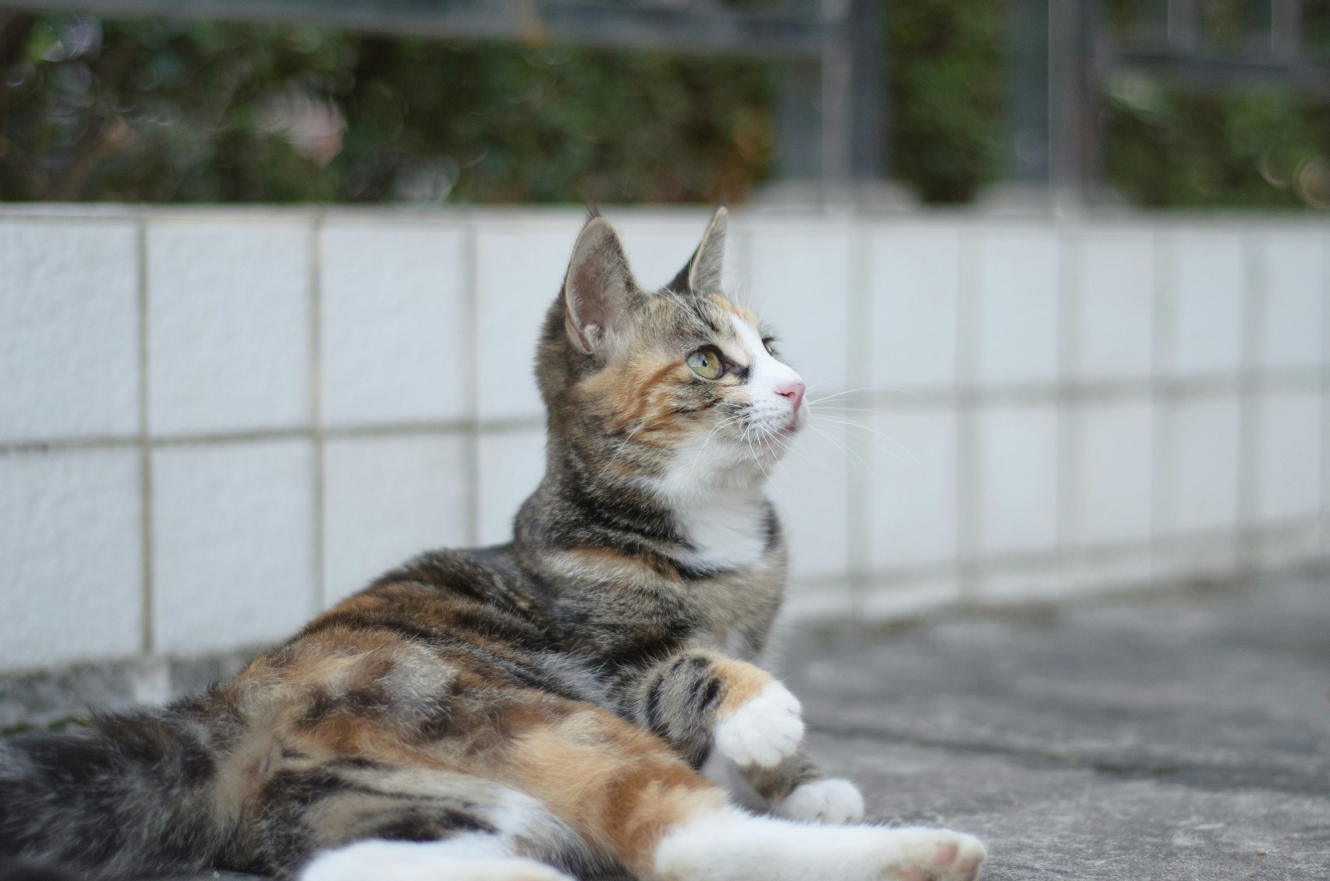A cat laying on the ground next to a wall photo – Free Cat Image on ...