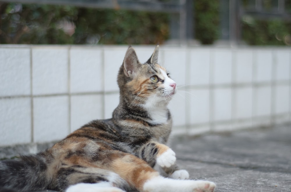 a cat laying on the ground next to a wall