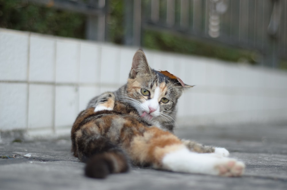 a cat laying on the ground next to a fence