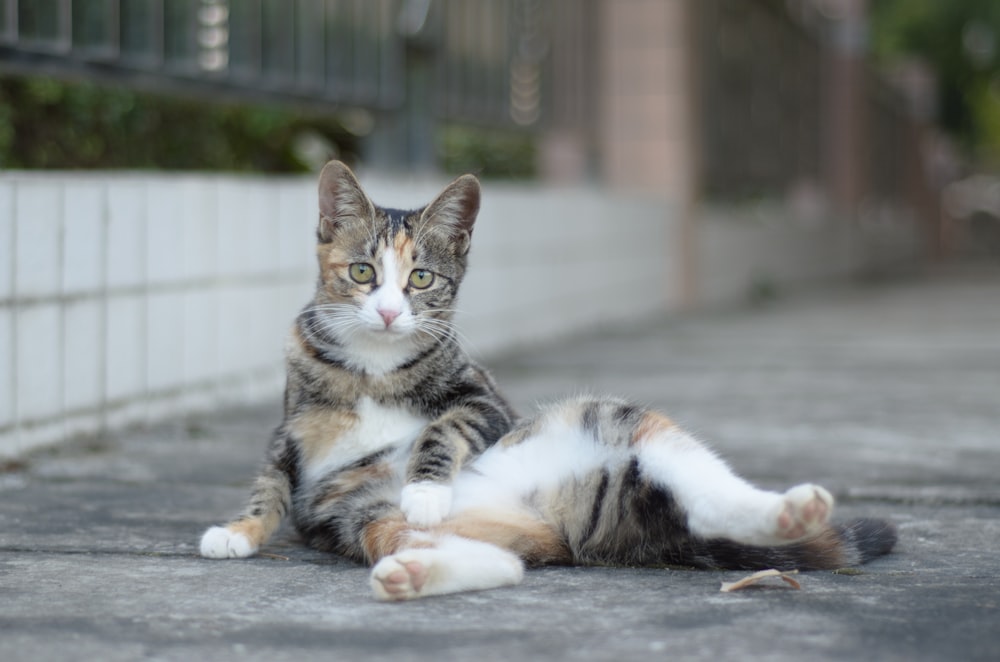 a cat laying on the ground next to a fence