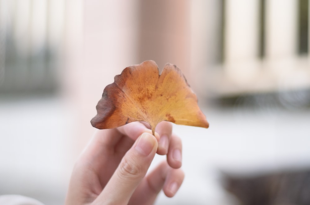 a person holding a leaf in their hand