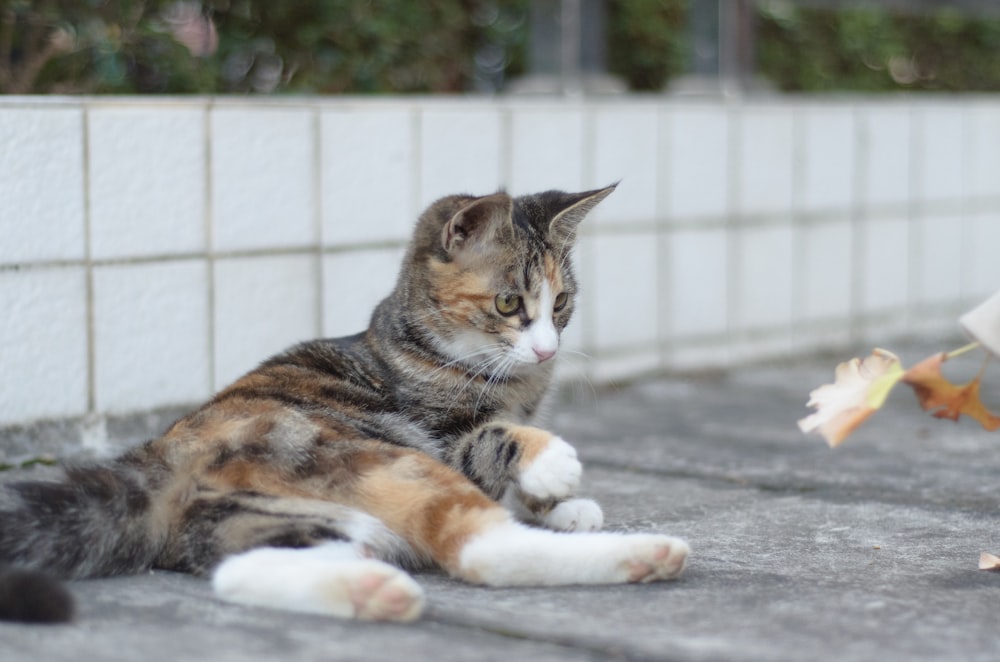 a cat laying on the ground next to a wall