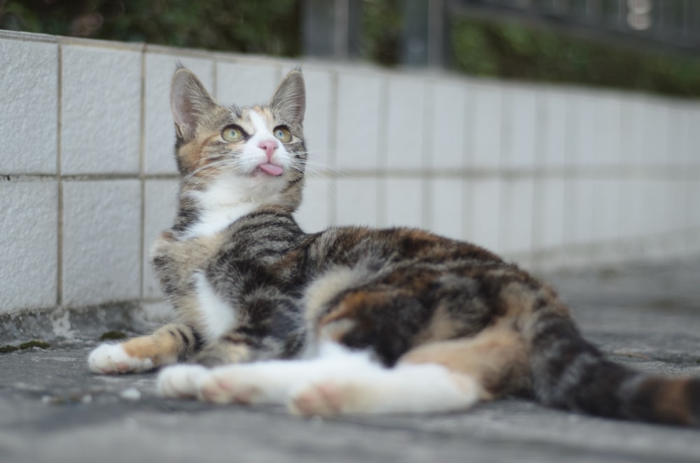 a cat laying on the ground next to a wall