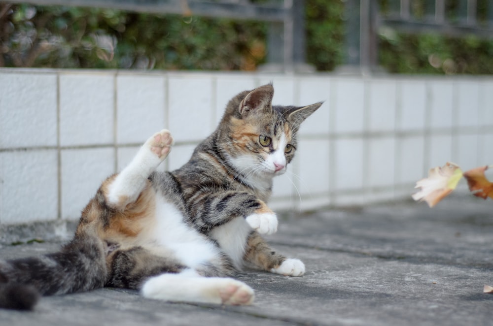 a cat sitting on the ground with its paws in the air