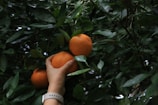 A hand is reaching out to pick an orange from a lush, green leafy tree. The image focuses on three ripe, bright oranges amongst dense foliage, suggesting a natural and healthy setting.