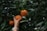 Close-up of a hand picking a ripe orange from a sunlit orchard.