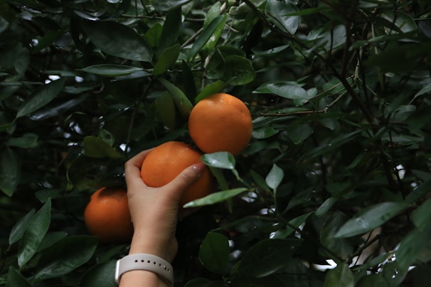 A hand is reaching out to pick an orange from a lush, green leafy tree. The image focuses on three ripe, bright oranges amongst dense foliage, suggesting a natural and healthy setting.