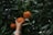 Close-up of a hand picking a ripe orange from a sunlit orchard.