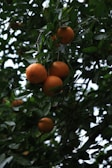 Clusters of ripe oranges hang from the branches of a tree, surrounded by rich green leaves. The dense foliage and natural lighting give a sense of a thriving orchard environment.