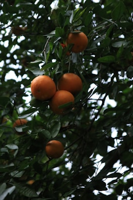 Clusters of ripe oranges hang from the branches of a tree, surrounded by rich green leaves. The dense foliage and natural lighting give a sense of a thriving orchard environment.