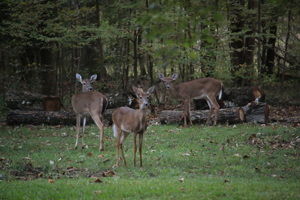 a group of deer standing on top of a lush green field