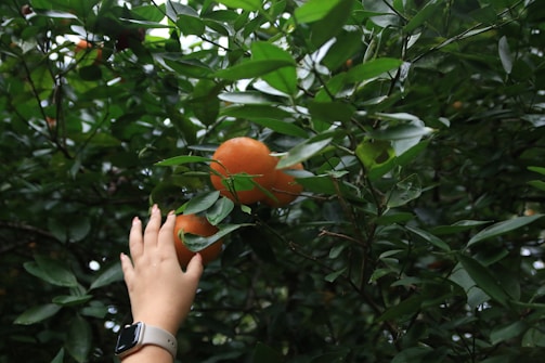 A hand wearing a smartwatch reaches up towards a ripe orange growing on a tree, surrounded by lush green leaves.