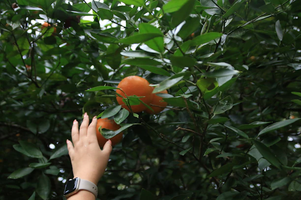 A farmer in a mango orchard using a tablet to input data for fertilizer calculation.