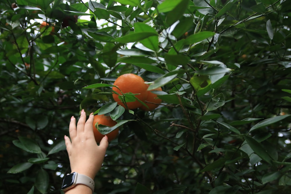 una mano che cerca un'arancia su un albero