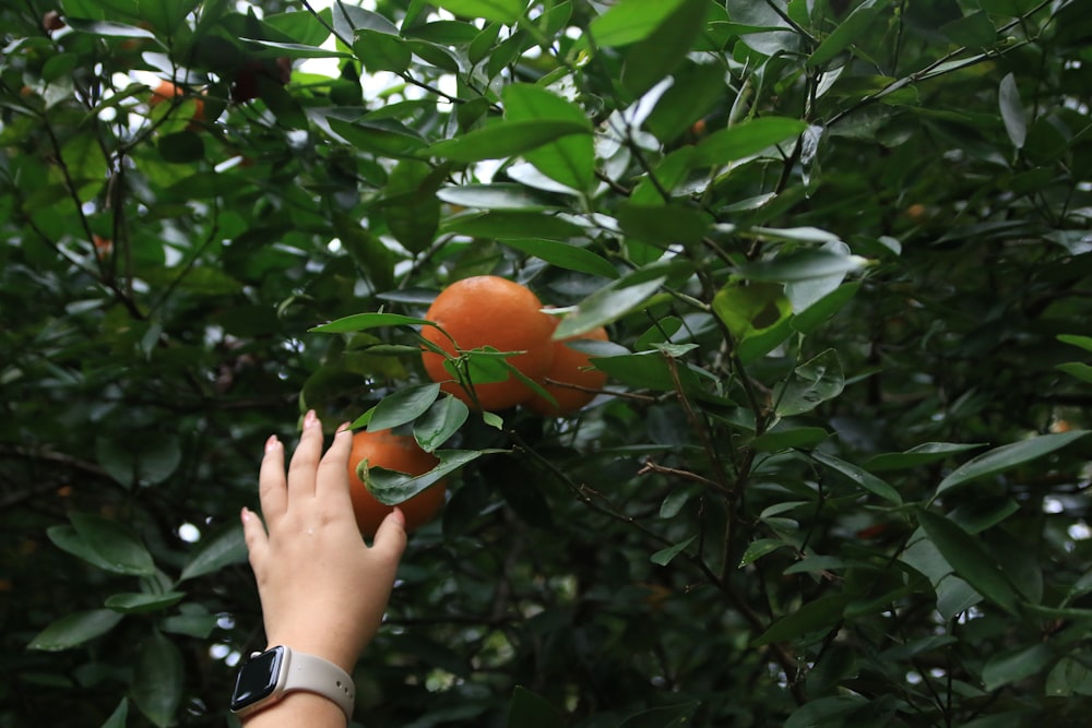 a hand reaching for an orange on a tree