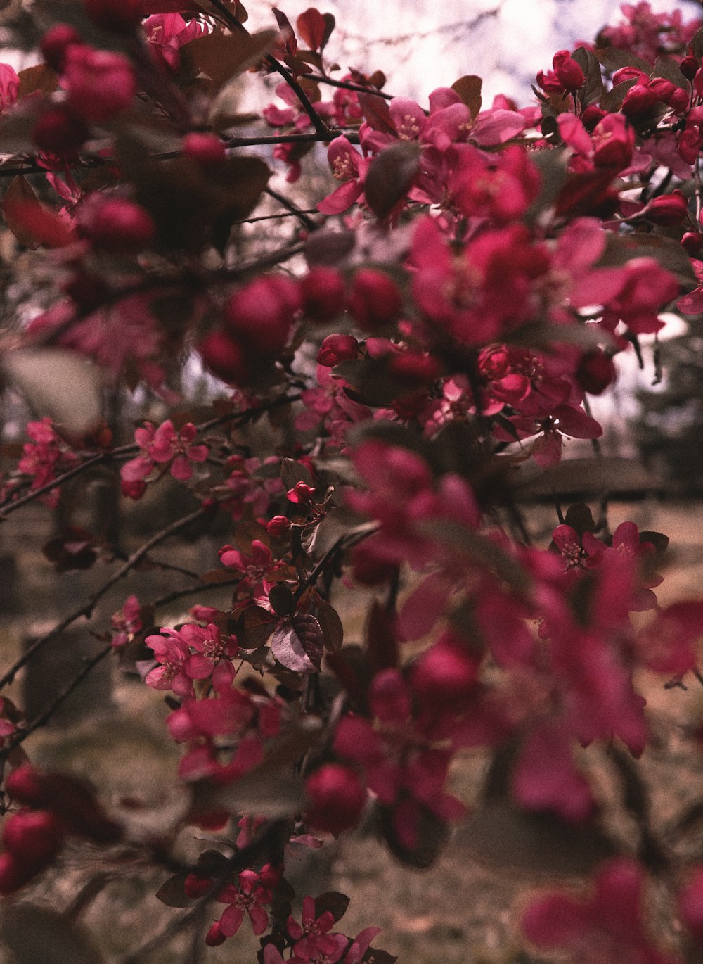 a bunch of red flowers that are on a tree