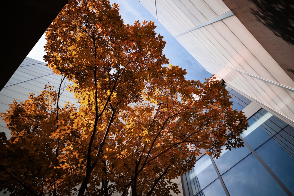 a tall building with a tree in front of it