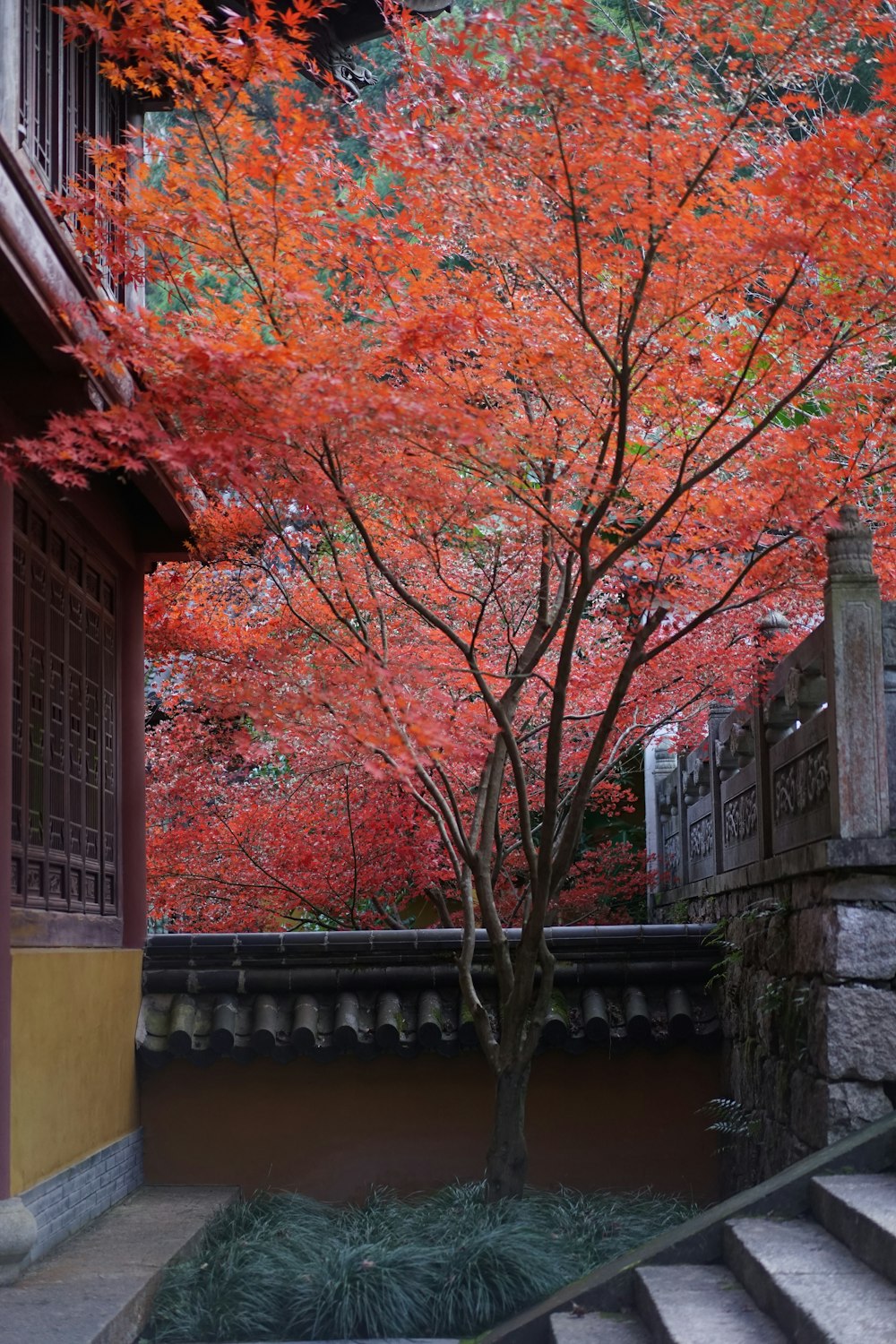 a tree with red leaves in front of a building
