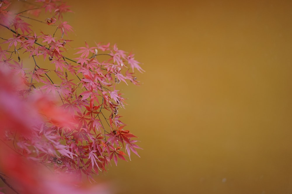 a branch of a tree with red leaves