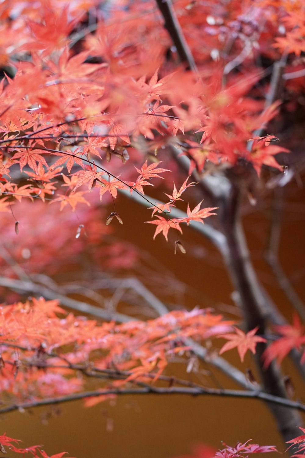 a tree with red leaves in front of a brown wall