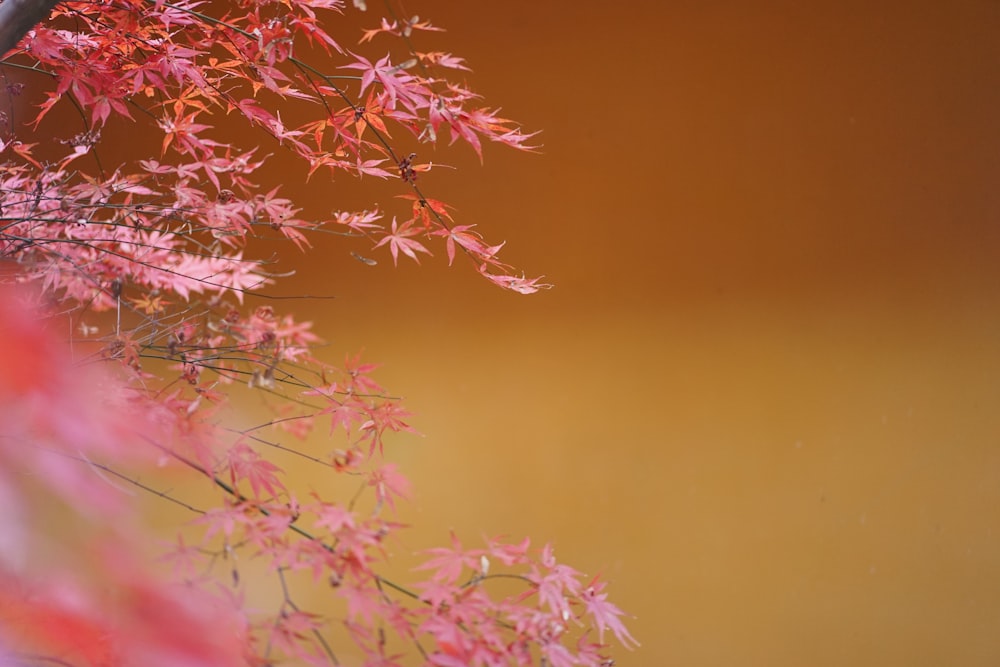 a vase filled with pink flowers on top of a table