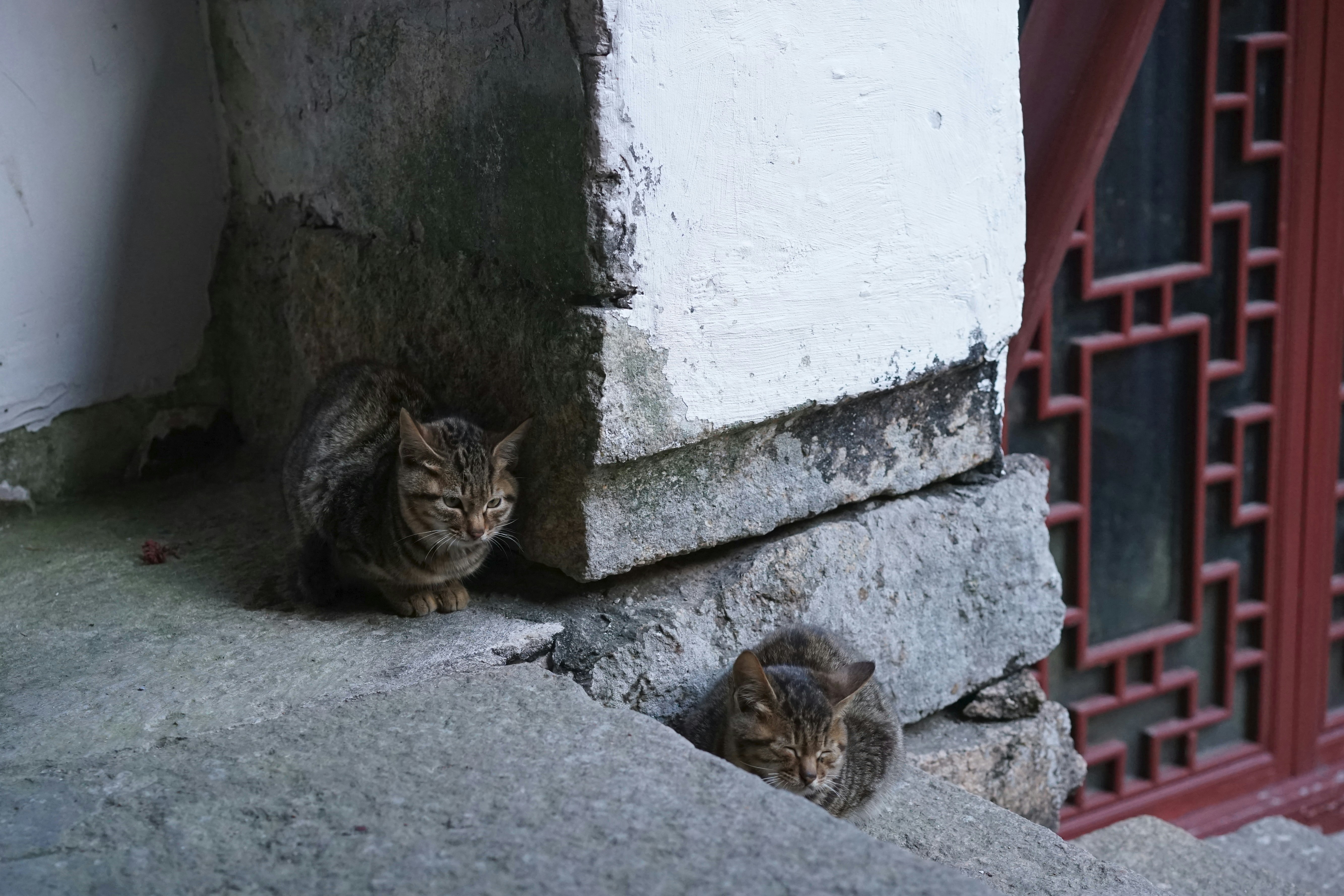 a couple of cats sitting on top of a stone wall